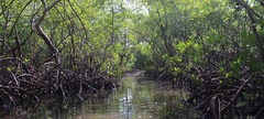 ARIE do Rio Camaratuba (Santuário do Caranguejo-Uçá)